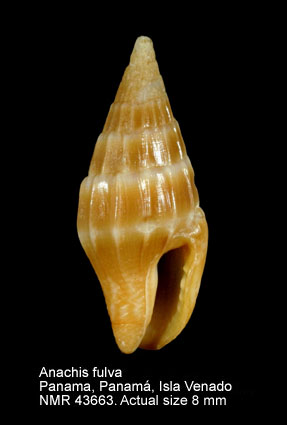 Anachis fulva.jpg - Anachis fulva(G.B.Sowerby,1832)